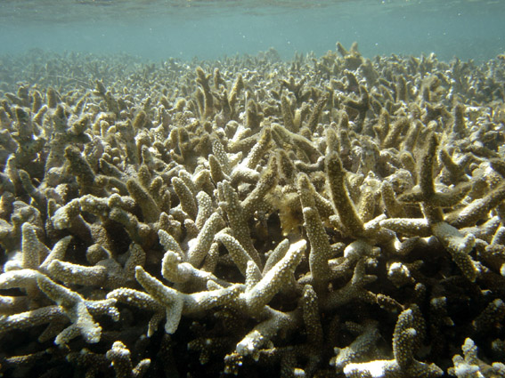 Coral bleeching